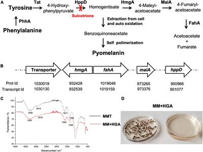 Pyomelanin Synthesis in Alternaria alternata Inhibits DHN-Melanin Synthesis and Decreases Cell Wall Chitin Content and Thickness